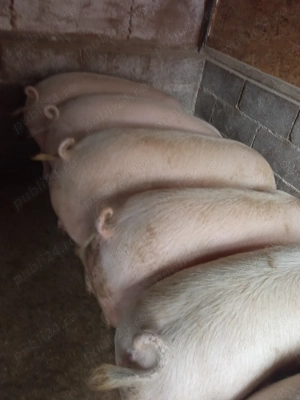 Porci de carne  - imagine 4 Porci de carne  - imagine 4