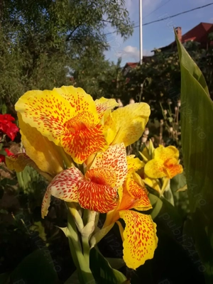 Bulbi cana culoare galben satirat, portocaliu si bulbi gherghina culoare mov. - imagine 3