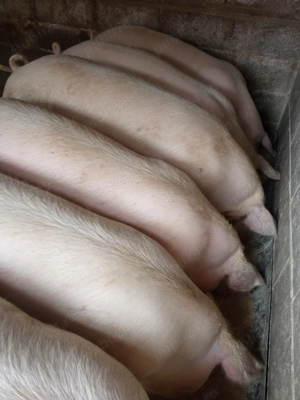 Porci de carne  - imagine 5 Porci de carne  - imagine 5