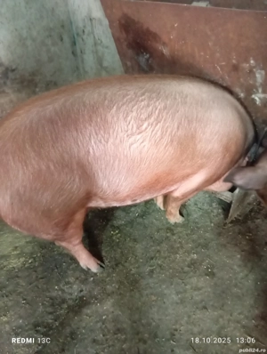 Porc de vanzare