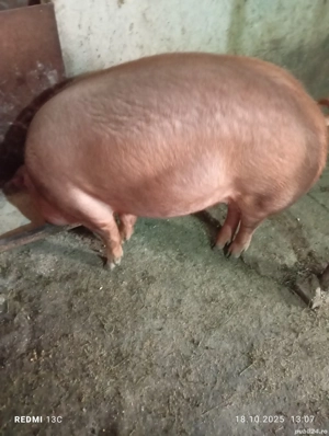 Porc de vanzare  - imagine 2