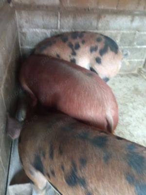 Porci frumoși  - imagine 2