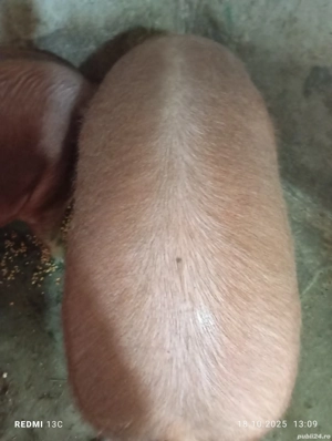 Porc de vanzare  - imagine 3