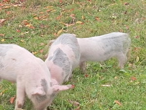 Purcei schimbă domiciliul - imagine 4 Purcei schimbă domiciliul - imagine 4