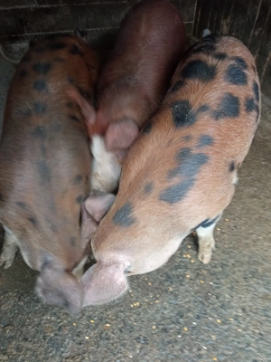 Porci frumoși  - imagine 4