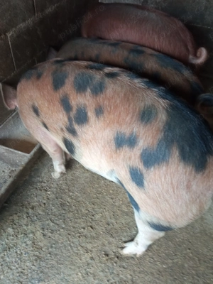 Porci frumoși  - imagine 5