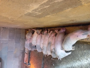 Purcei schimbă domiciliul - imagine 3 Purcei schimbă domiciliul - imagine 3