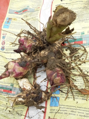 Bulbi cana culoare galben satirat, portocaliu si bulbi gherghina culoare mov. - imagine 5