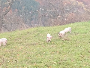 Purcei schimbă domiciliul - imagine 5 Purcei schimbă domiciliul - imagine 5