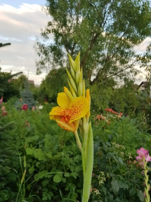 Bulbi cana culoare galben satirat, portocaliu si bulbi gherghina culoare mov. - imagine 4