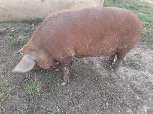 De vânzare - imagine 4