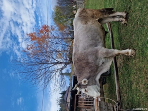 Boi de Vânzare  - imagine 2 Boi de Vânzare  - imagine 2