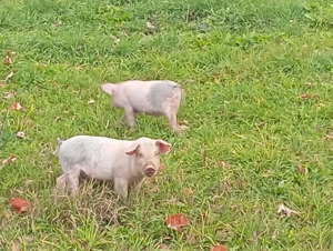 Purcei schimbă domiciliul - imagine 2 Purcei schimbă domiciliul - imagine 2