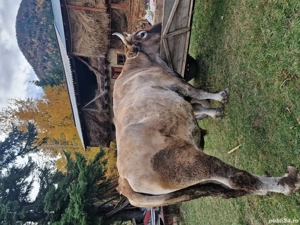 Boi de Vânzare  - imagine 3 Boi de Vânzare  - imagine 3