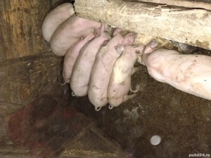 purcei de vânzare - imagine 2