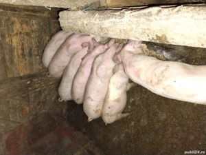 purcei de vânzare - imagine 4