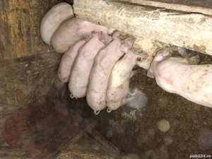 purcei de vânzare - imagine 3