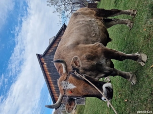 Boi de Vânzare  - imagine 4 Boi de Vânzare  - imagine 4