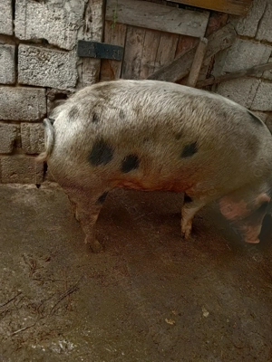 Vand porc rasa de carne - imagine 5 Vand porc rasa de carne - imagine 5