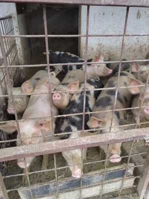 Vând porci cu greutăți cuprinse între 30-350 kg  - imagine 3