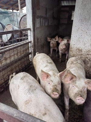 Vând porci diferite marimi - imagine 3