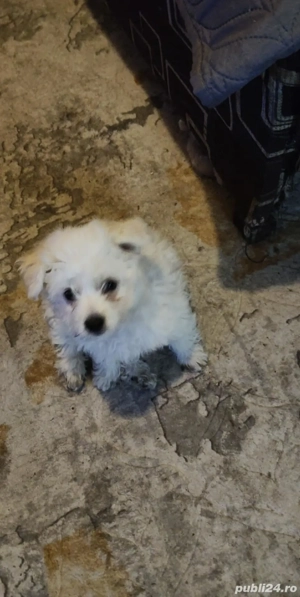 caselusa Bhison  - imagine 2