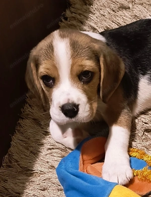 Vând cățelușa beagle de 2 luni și jumătate  - imagine 2