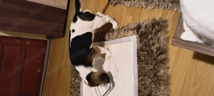 Vând cățelușa beagle de 2 luni și jumătate  - imagine 3