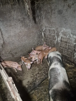 Purcei de 8 săptămâni de vanzare - imagine 3