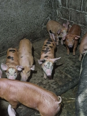 Purcei de 8 săptămâni de vanzare - imagine 2