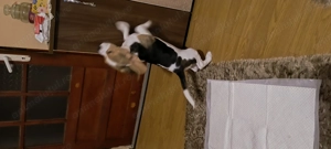 Vând cățelușa beagle de 2 luni și jumătate  - imagine 5