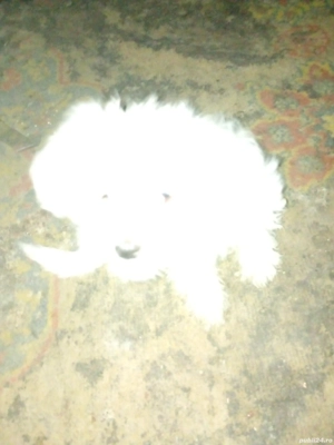 catel mascul Bhison mascul