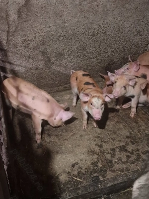 Purcei de 8 săptămâni de vanzare - imagine 5