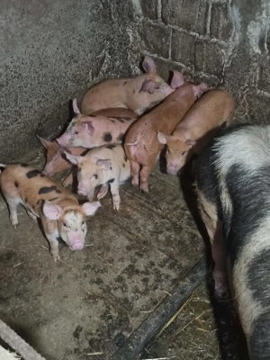 Purcei de 8 săptămâni de vanzare - imagine 4