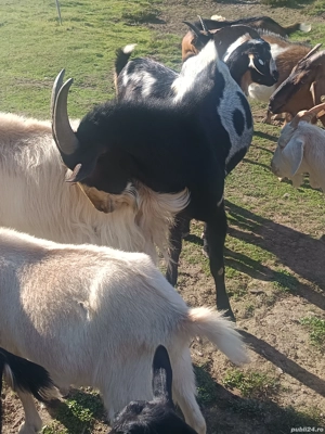 vând sau schimb cu porc gras 