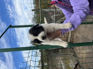 Vând căței ciobănesc ( pui)  - imagine 4 Vând căței ciobănesc ( pui)  - imagine 4