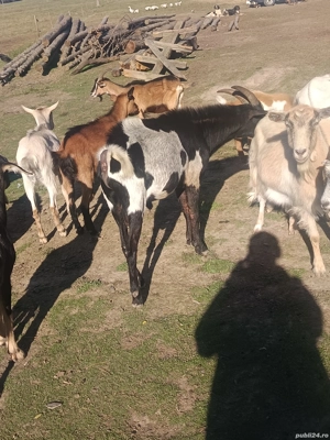 vând sau schimb cu porc gras  - imagine 2