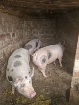 Porci mari de vanzare - imagine 2 Porci mari de vanzare - imagine 2