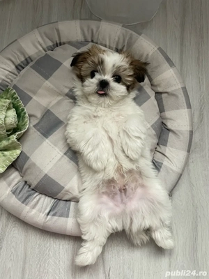 Vand catel shih tzu