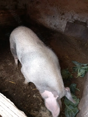 Porc de vanzare  - imagine 2