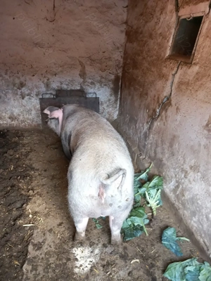 Porc de vanzare  - imagine 3