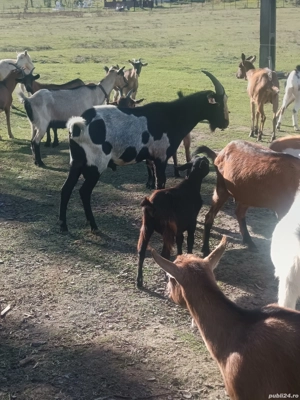 vând sau schimb cu porc gras  - imagine 3