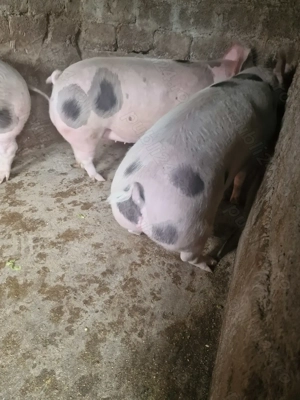 Porci mari de vanzare - imagine 4 Porci mari de vanzare - imagine 4