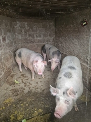 Porci mari de vanzare - imagine 3 Porci mari de vanzare - imagine 3