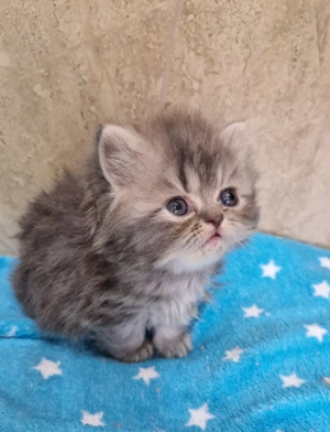 Pisoias pisica persana