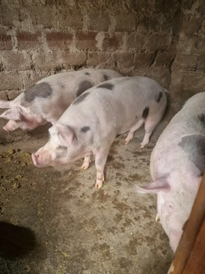 Porci mari de vanzare - imagine 5 Porci mari de vanzare - imagine 5