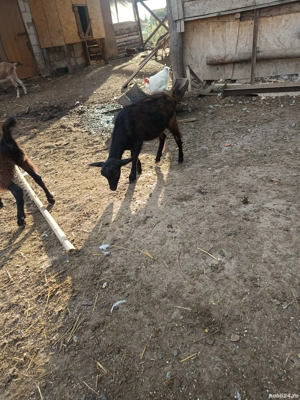 vând sau schimb cu porc gras  - imagine 4