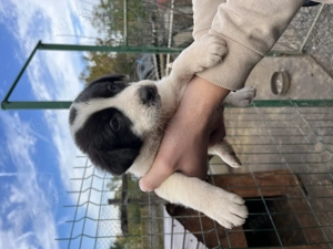 Vând căței ciobănesc ( pui)  - imagine 2 Vând căței ciobănesc ( pui)  - imagine 2