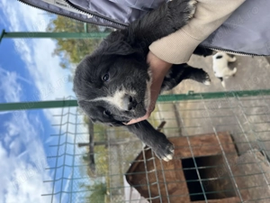 Vând căței ciobănesc ( pui)  - imagine 3 Vând căței ciobănesc ( pui)  - imagine 3