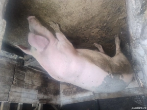 Porci de casă  - imagine 4